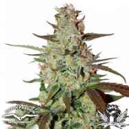 Dutch Passion Seeds Blue AutoMazar